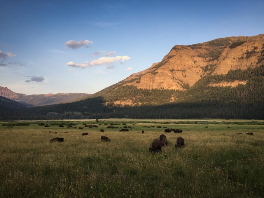 Bison grazing during golden hour in the Lamar Valley, Yellowstone National Park